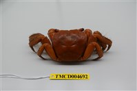 藏品(中型東方蟹)的圖片